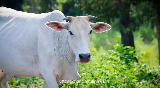 गाय एकमात्र जानवर, जो ऑक्सीजन ही लेती और छोड़ती है: जज गाय एकमात्र जानवर, जो ऑक्सीजन ही लेती और छोड़ती है: जज