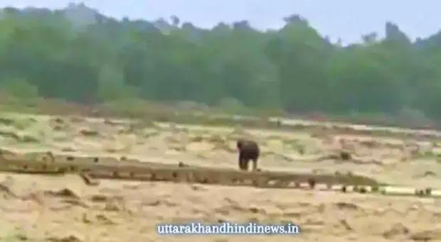 उत्तराखंड नदी में बाढ़ में फंसा हाथी बचाया गया, वीडियो वायरल Elephant gets stuck in flooded Uttarakhand river