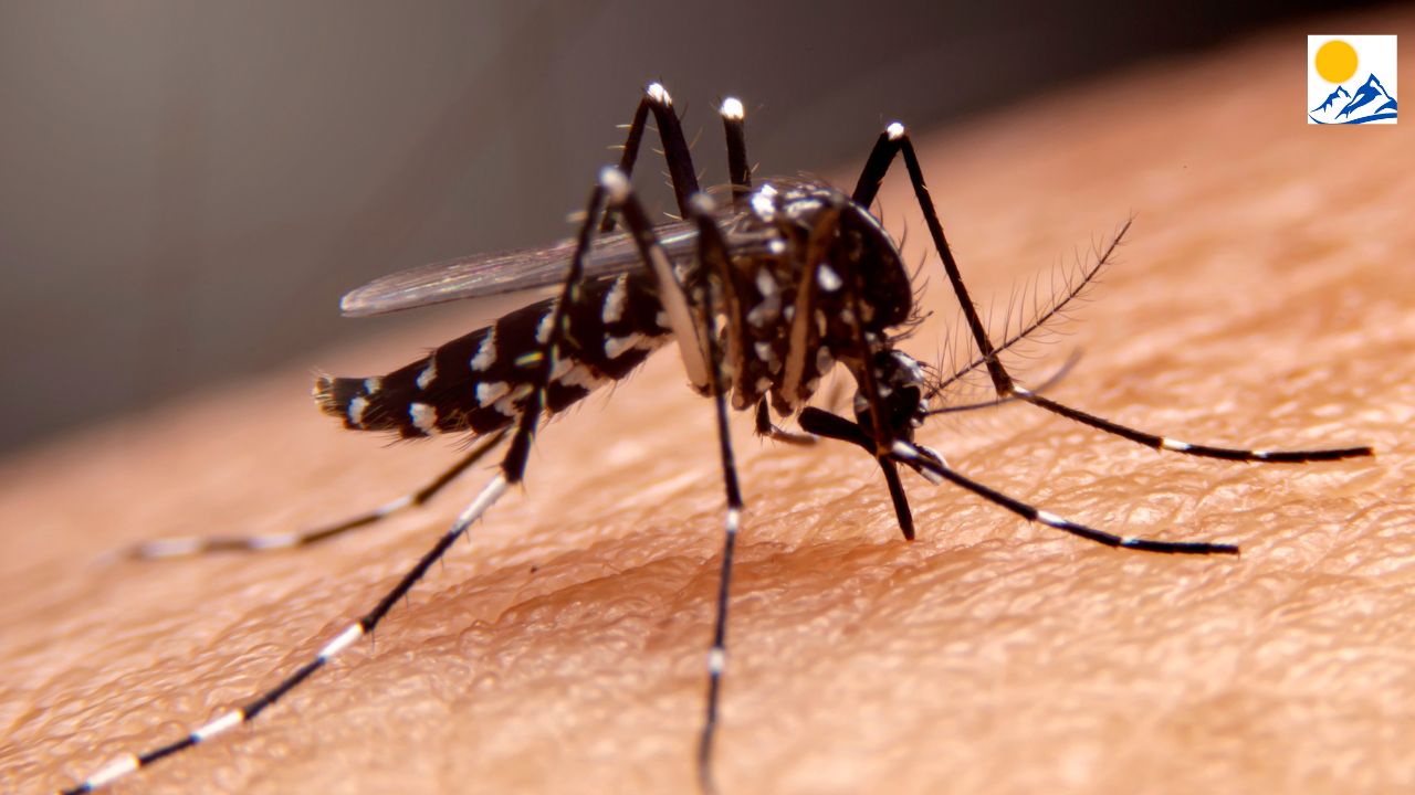 dengue dehradun 2025