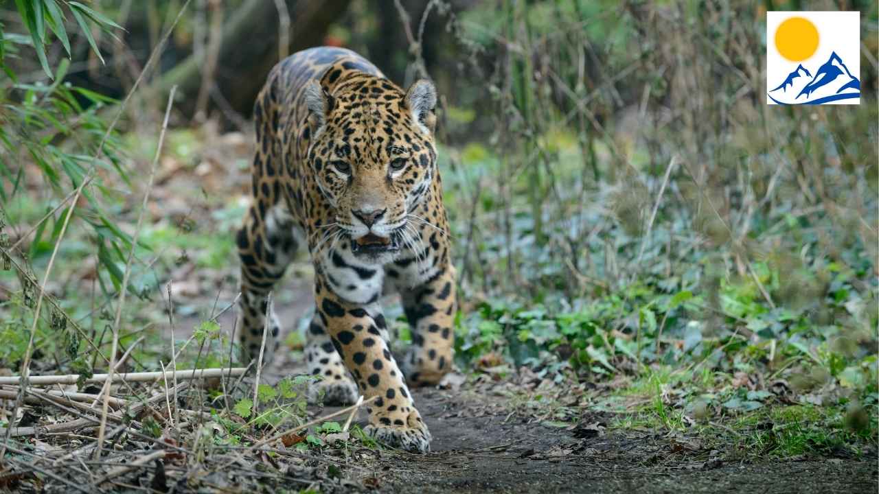 Bageshwar Leopard Attack: बागेश्वर में तेंदुए का हमला, दो युवक घायल, क्षेत्र में दहशत Bageshwar Leopard Attack: बागेश्वर में तेंदुए का हमला, दो युवक घायल, क्षेत्र में दहशत