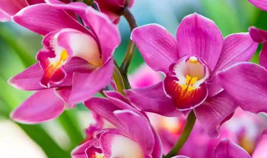 rare orchid found in chamoli