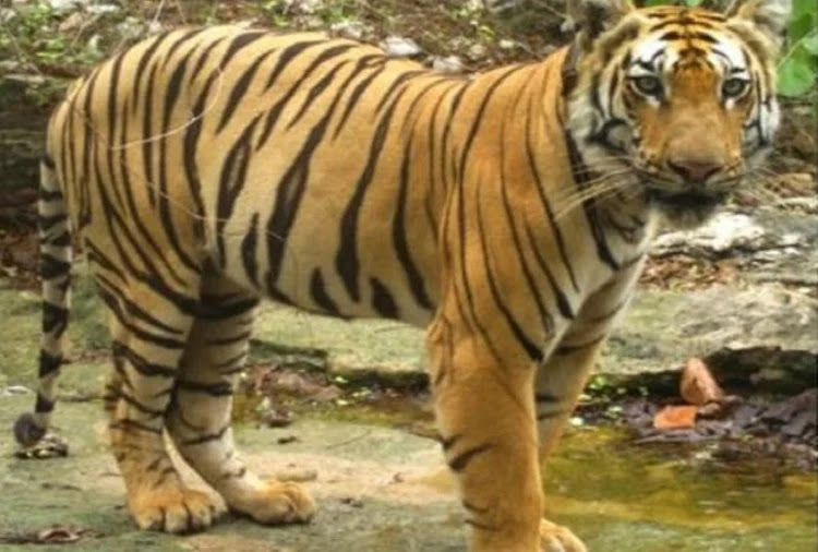 उत्तराखंड: कॉर्बेट नेशनल पार्क से राजाजी टाइगर रिजर्व में तीन और बाघ लाने का रास्ता साफ 1 tiger 1595903236