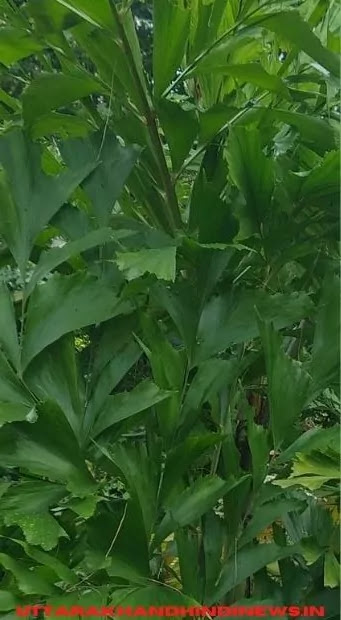 uttarakhand first palmetum haldwani